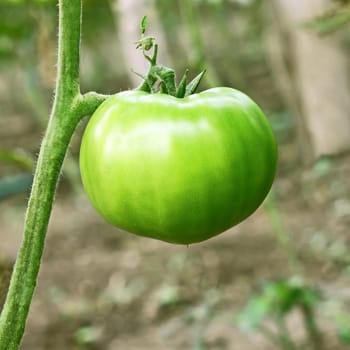 Big green unripe tomato hanging on stem in the greenhouse close-up