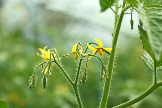 Flowering tomatoes in the greenhouse close up