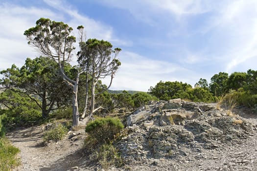 image mountain meadow in the Caucasian mountains