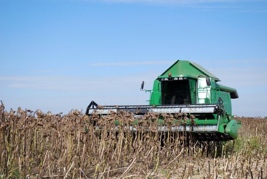 Sunflower field harvest with combine