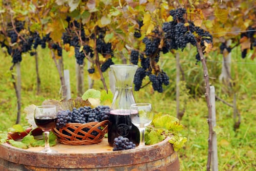 Autumn scene with vineyard and red wine