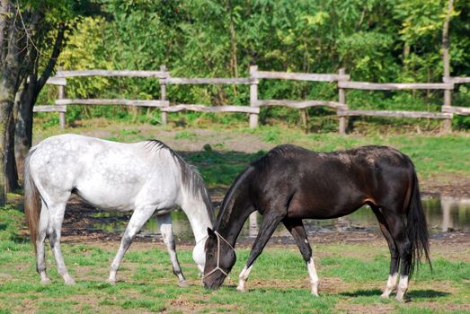 Black and white horse in pasture