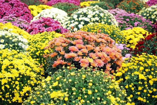 Chrysanthemum decorative colorful autumn flower