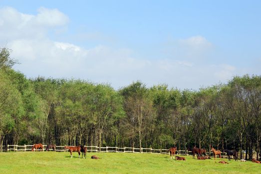 Herd of horses in corral