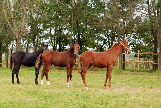 Three young horses in pasture