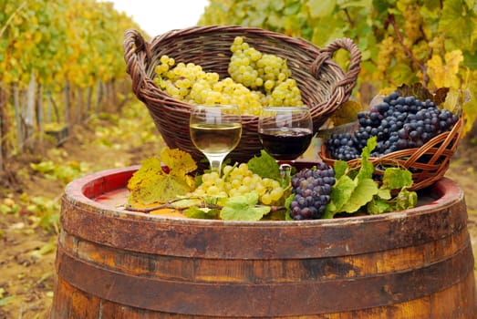 Vineyard with red and white wine