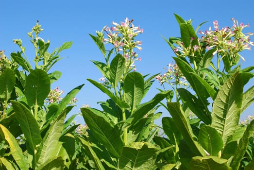 Tobacco plant with flower field