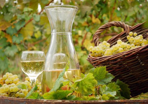White wine and grape in vineyard