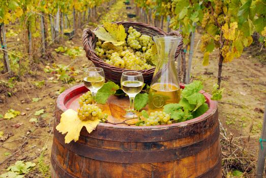 Vineyard with grape and white wine