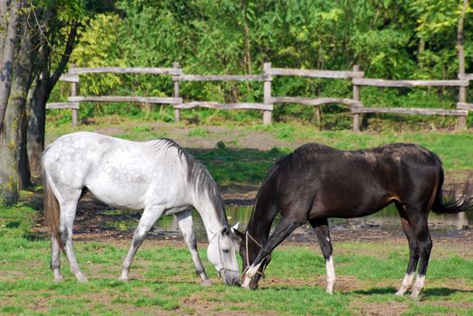 Black and white horse in pasture