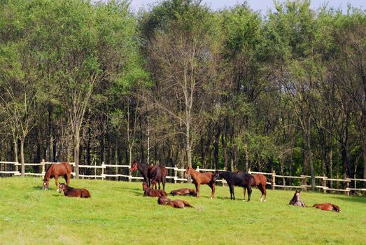 Herd of horses in corral