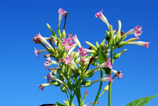Agriculture industry tobacco flower closeup
