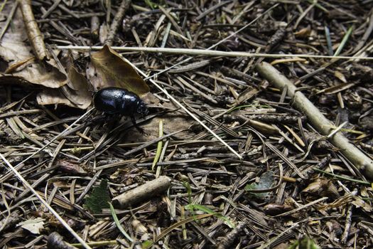 Black beetle with the typical modified forewings of the Colyoptera forming a protective horny coating over the underlying membranous wing,s on forest floor