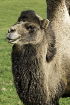 Bactrian camel standing looking to the distance in a green pasture