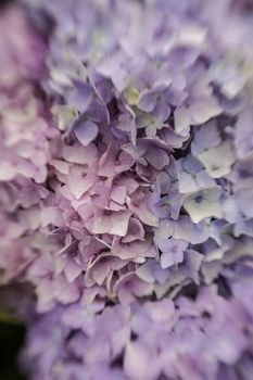 Abstract background of a blue hydrangea flower head showing the clusters of small pale blue flowers with shallow dof taken with a lensbaby