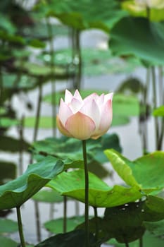 lotus