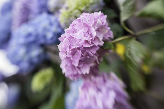 Abstract background of a blue hydrangea flower head showing the clusters of small pale blue flowers with shallow dof taken with a lensbaby