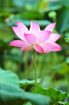 pink lotus flower