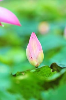 pink lotus flower