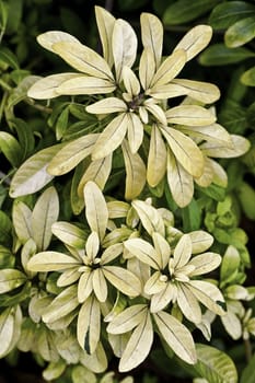 Botanical background of ornamental yellow foliage growing on a shrub outdoors