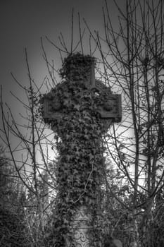 Black and white image of an ivy covered Celtic cross at Bradford cemetery, England with vignetting