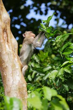 Monkey on tree