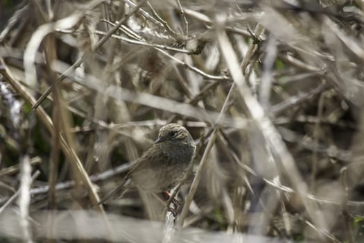 Little bird camouflaged in a bush by a tangle of twigs and its own drab colouration matching the vegetation