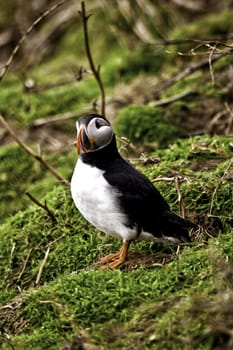 Single adult puffin standing on a grassy slope keeping a watchful eye on the camera