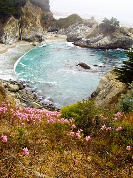 Wildflowers bloom on coastal cove California, USA