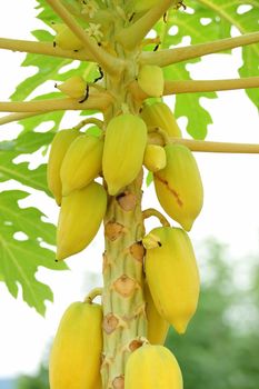 Papaya tree