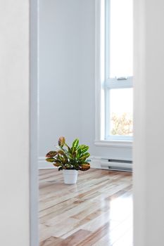 Bright room decorated with plant, seen through the doorway.