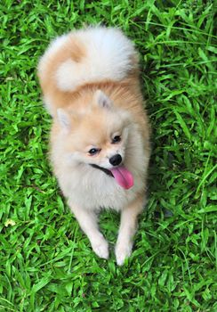 Pomeranian