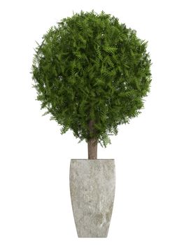 Evergreen cypress topiary tree in a container for use indoors as a houseplant or as a decorative landscaping plant in the garden isolated o white