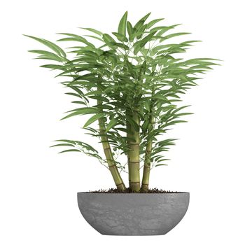 Ornamental bamboo growing in a container as a decorative houseplant isolated on white