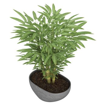 Ornamental bamboo growing in a container as a decorative houseplant isolated on white