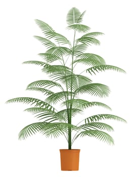 A Chamaedorea palm with slender stems and pinnate leaves growing in a container isolated on white