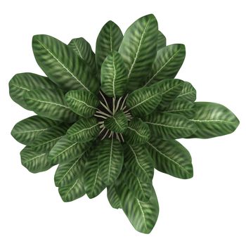 Dieffenbachia with variegated leaves growing in a wooden container as an ornamental houseplant isolated on white