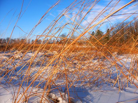 Snow covered prairie scene at Allerton Park in central Illinois.