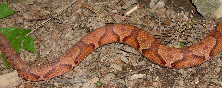 Beautiful patterns along the side of a Copperhead Snake (Agkistrodon contortrix) in Alabama.