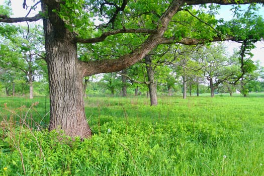 Beautiful oak savanna at Oak Ridge Forest Preserve in Illinois.