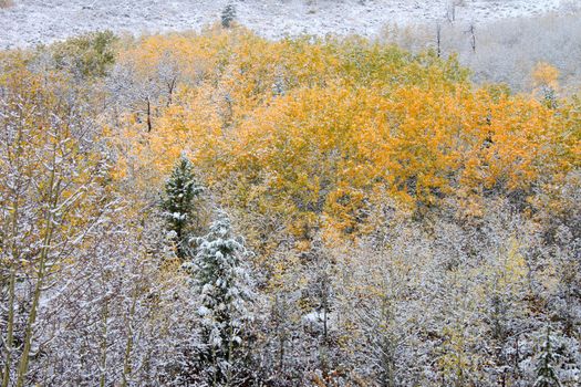 Bright yellow leaves covered with snowfall in the Bridger Teton National Forest of Wyoming.