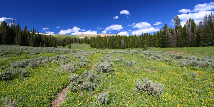 Single track trail through a prairie of the Bighorn National Forest of Wyoming.