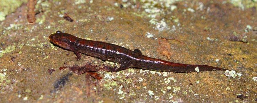 Boldly colored Dusky Salamander (Desmognathus conanti) in northern Alabama.