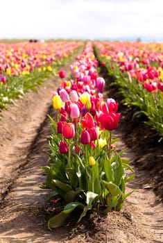 Row of tulips at a farm