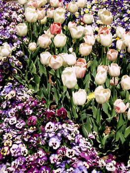 Purple pansies and white tulips in a crowded bed.