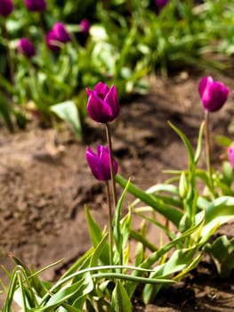 Tulips in a blooming field