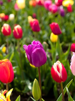 Tulips in a blooming field