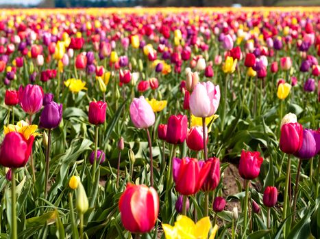 Tulips in a blooming field