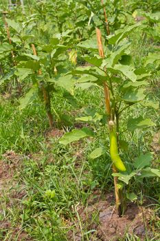 Eggplant farm in thailand