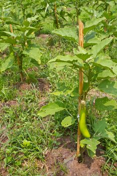 Eggplant farm in thailand